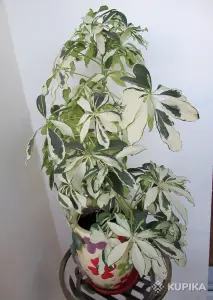 Шеффлера Жанин