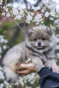 Померанский шпиц, уникальный окрас на изысканный вкус!