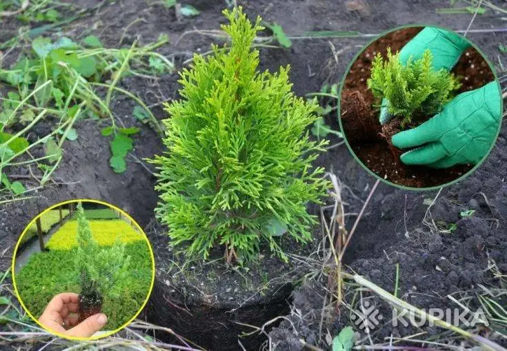 Пересадка туй. Пересадка растений.