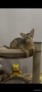Абиссинский котёнок девочка