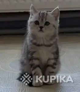 Котята модных окрасов.