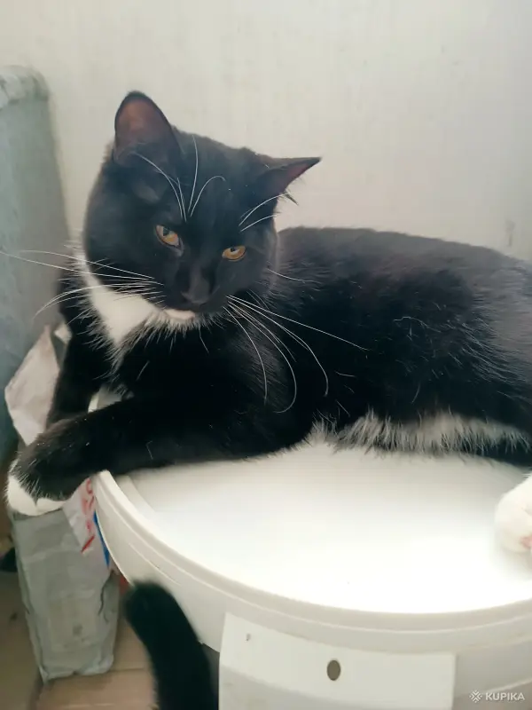 Линк - большой и милый - Вся Беларусь - 245076 - Доска объявлений Kupika.by - Фото 3