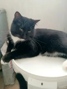 Линк - большой и милый