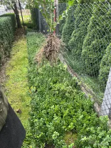 Продажа самшита и туй, по РБ, разной высоты, от 1 руб