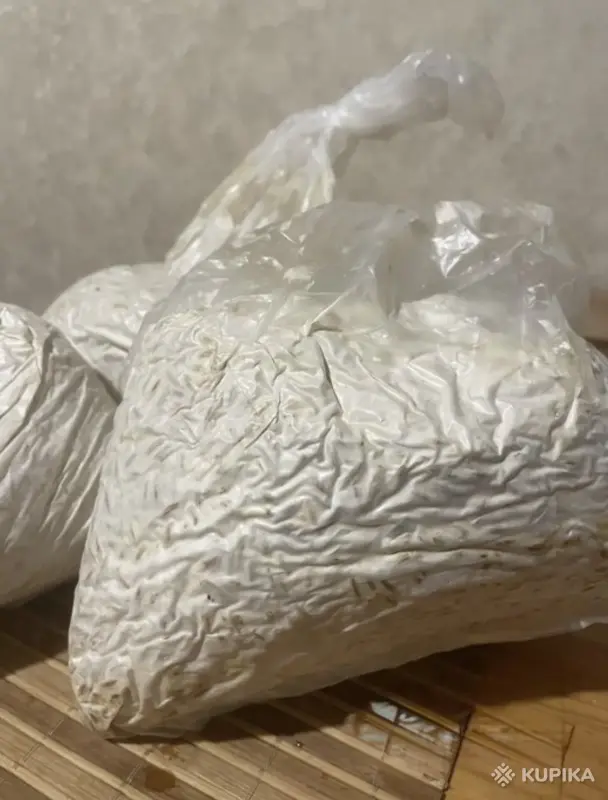 Мицелий «ВЕШЕНКА»