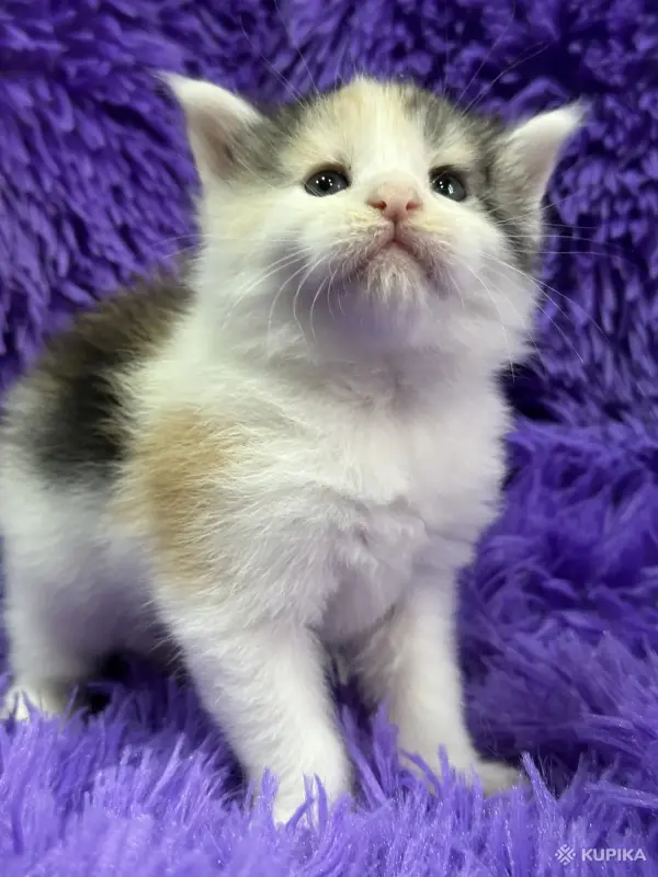 Мейн-Кун котята - Вся Беларусь - 243533 - Доска объявлений Kupika.by - Фото 7