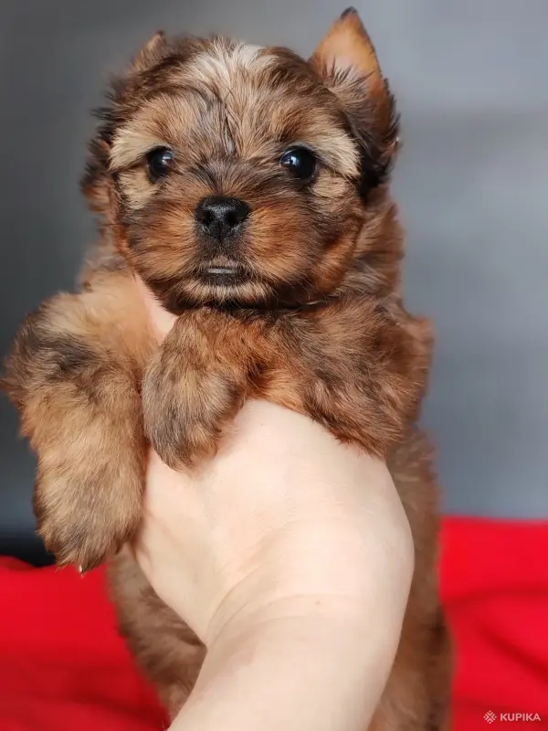 Йоркширский терьер соболь мерле - Вся Беларусь - 244037 - Доска объявлений Kupika.by - Фото 3