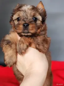 Йоркширский терьер соболь мерле