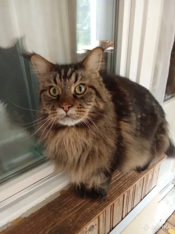 Квартирная передержка для котов - Вся Беларусь - 244873 - Доска объявлений Kupika.by - Фото 11