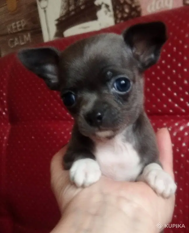 Щенки чихуахуа
