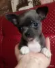 Собаки - Щенки чихуахуа - Вся Беларусь Щенки чихуахуа - Вся Беларусь - 242975 - Доска объявлений Kupika.by