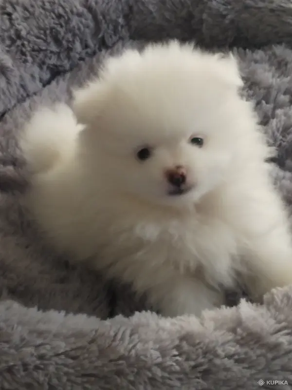 Померанский шпиц - Вся Беларусь - 246201 - Доска объявлений Kupika.by - Фото 3