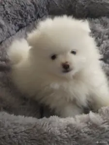 Померанский шпиц