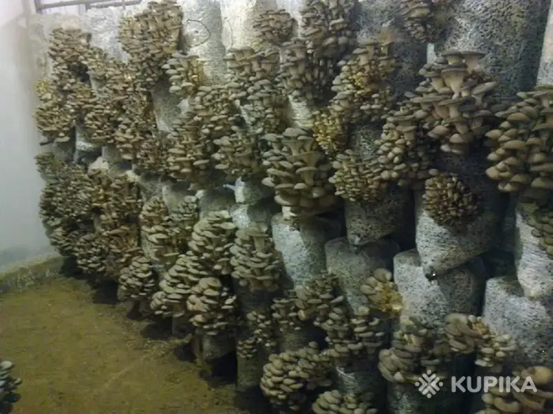 Грибные блоки вешенки.