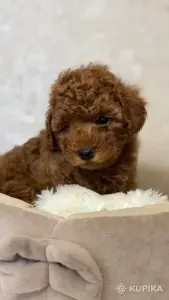 Щенки той пуделя