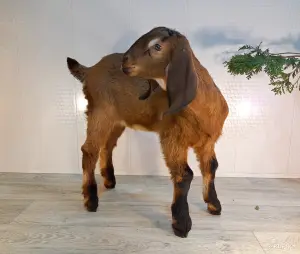 Англо-нубийский 100% ЧП козлик