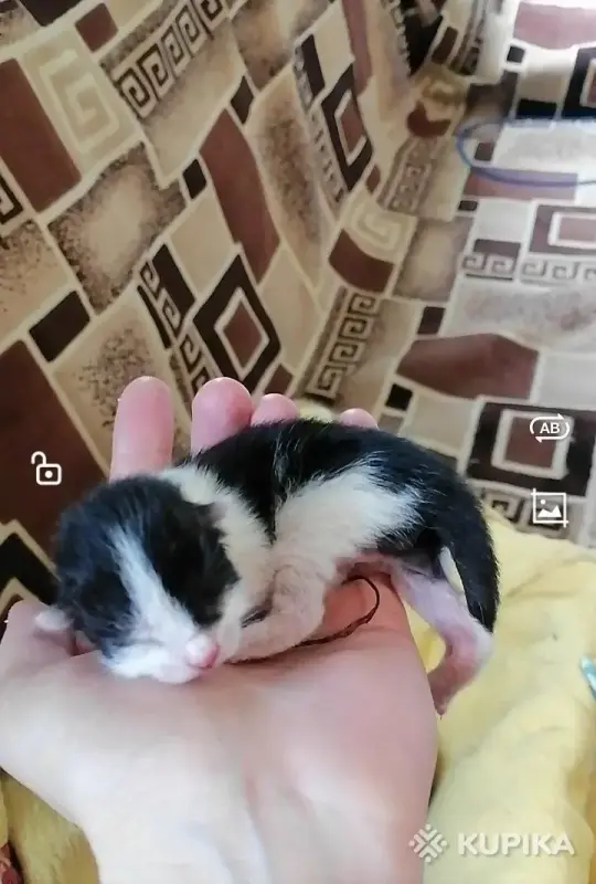 Черные и черно-белые котята ищут дом! - Вся Беларусь - 243519 - Доска объявлений Kupika.by - Фото 3