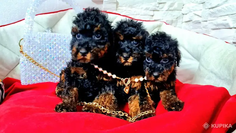 Той пудели. Мальчик и 2 девочки, чёрно-подпалые. - Вся Беларусь - 244587 - Доска объявлений Kupika.by - Фото 7