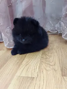 Померанский шпиц