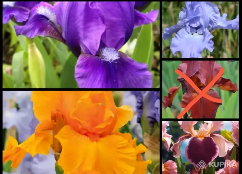 Ирисы