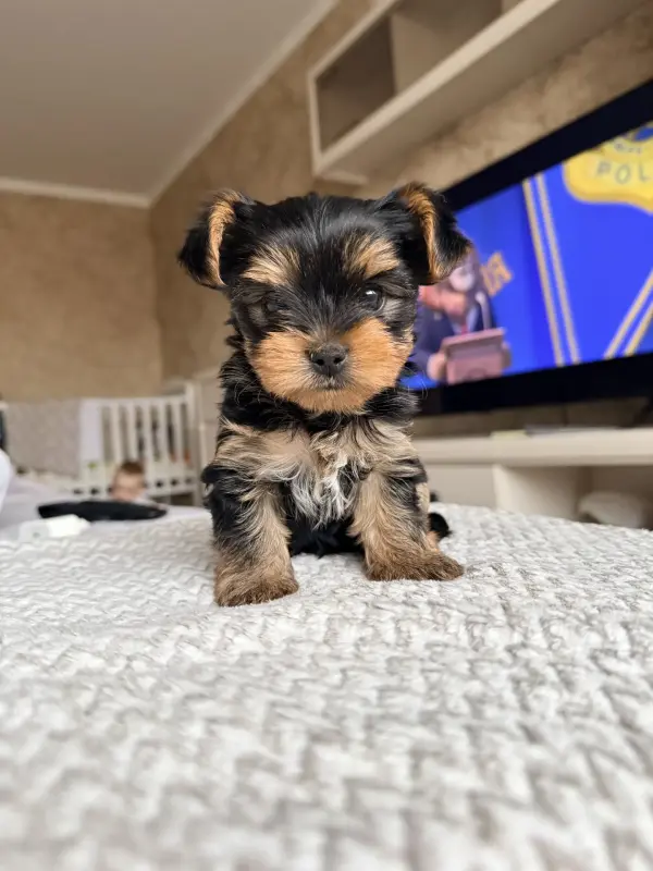 Щенки йоркширского терьер - Вся Беларусь - 242231 - Доска объявлений Kupika.by - Фото 3