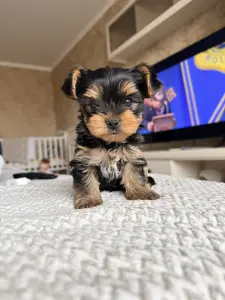 Щенки йоркширского терьер