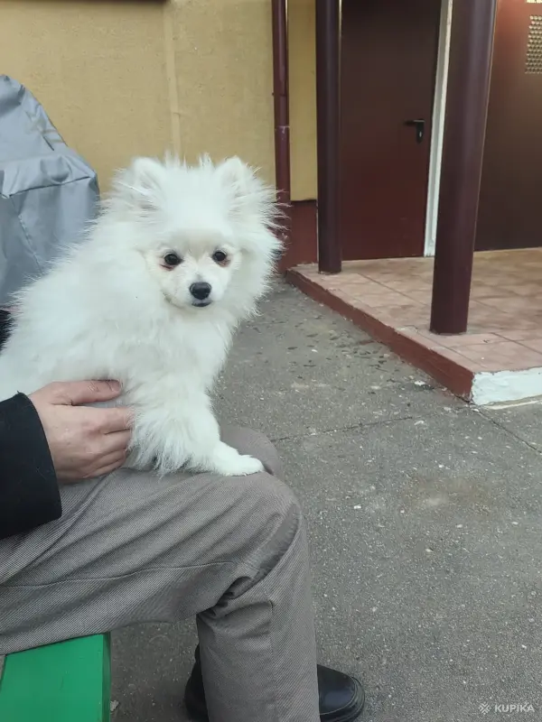 Померанский шпиц девочка.