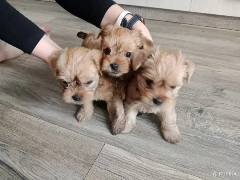Щенки Йорка Голдаст - Вся Беларусь - 244159 - Доска объявлений Kupika.by - Фото 4