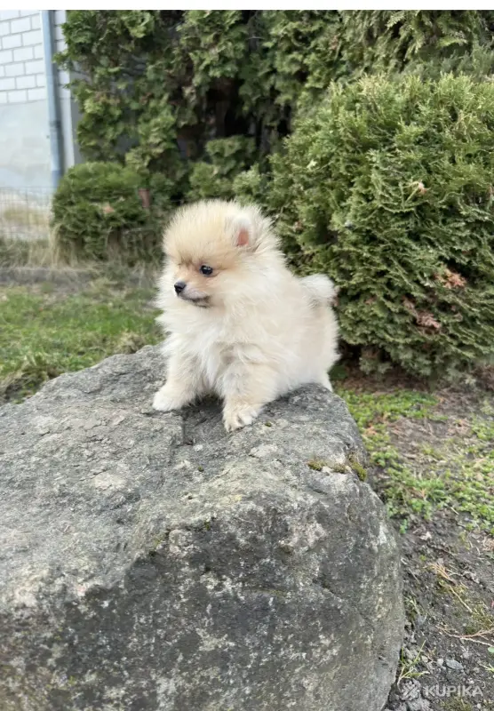 Собаки - Померанский шпиц - Вся Беларусь - Фото 2 Померанский шпиц - Вся Беларусь - 242436 - Доска объявлений Kupika.by - Фото 2