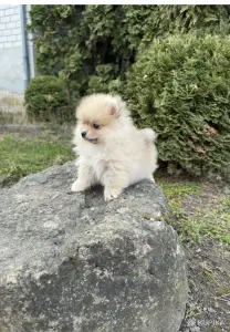 Померанский шпиц