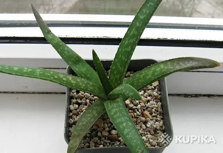 Алое Ellenbeckii (Asph.)