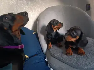 Такса карликовая