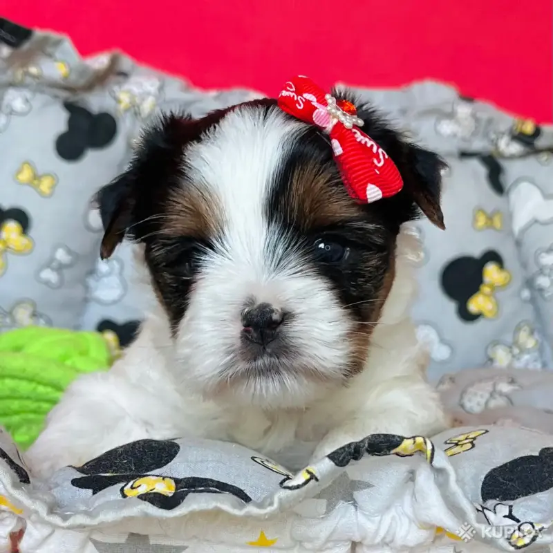 Бивер йоркширский терьер