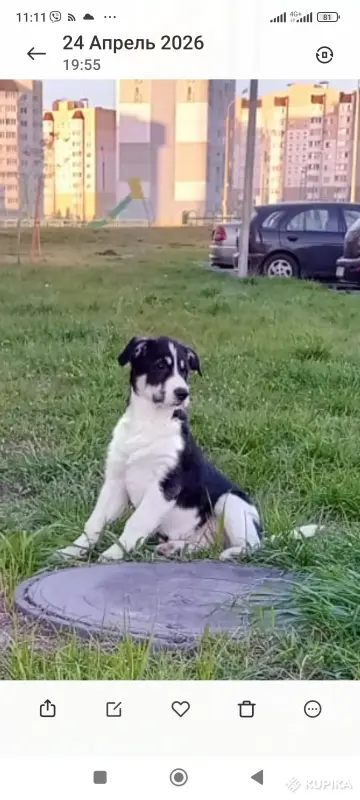 Щенки - Вся Беларусь - 246189 - Доска объявлений Kupika.by - Фото 7