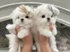 Белоснежные щенки мальтийской болонки - Вся Беларусь - 244774 - Доска объявлений Kupika.by