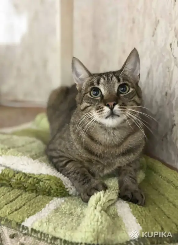 Тим в любящие - Ляховичи - 244118 - Доска объявлений Kupika.by - Фото 7