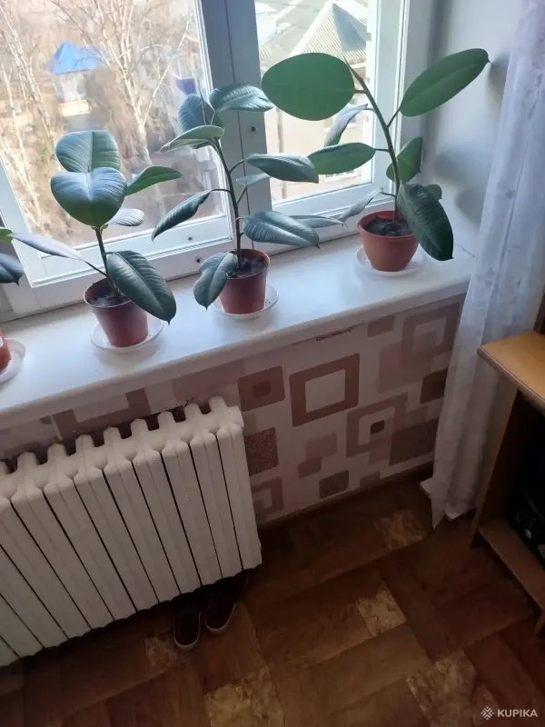 Фикус каучуканосный