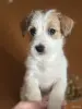 Щенок Джек Рассел - Вся Беларусь - 243642 - Доска объявлений Kupika.by - Фото 9