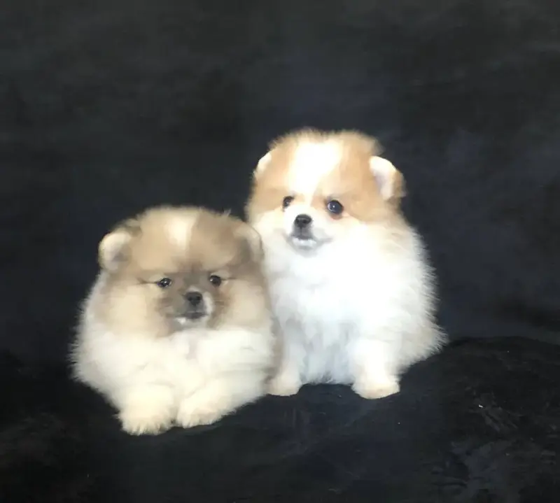 Собаки - померанский шпиц - Вся Беларусь - Фото 4 померанский шпиц - Вся Беларусь - 242040 - Доска объявлений Kupika.by - Фото 4