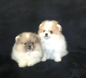 померанский шпиц