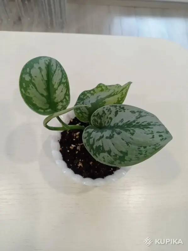 Сциндапсус пиктус Треби