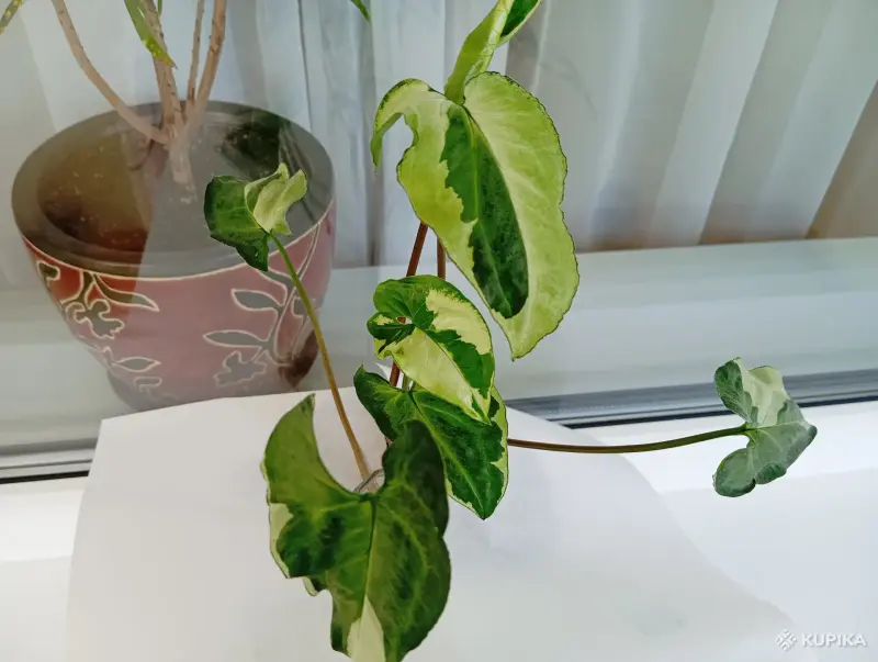 Сингониум Три короля