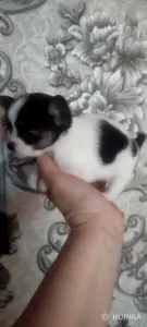 Щенки чихуахуа