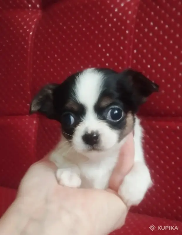 Собаки - Щенки чихуахуа - Вся Беларусь - Фото 4 Щенки чихуахуа - Вся Беларусь - 242975 - Доска объявлений Kupika.by - Фото 4