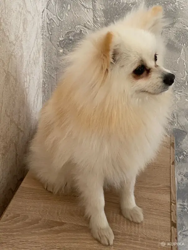 Щенки шпица