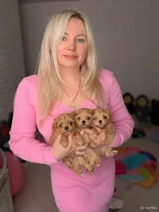 Мальтипу пушоны той пудель Китай микро и мини премиум