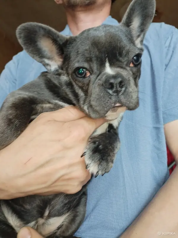 Собаки - Французский бульдог девочка. Доставка. - Вся Беларусь Французский бульдог девочка. Доставка. - Вся Беларусь - 243156 - Доска объявлений Kupika.by