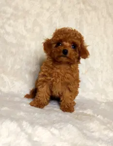 Щенки Той пуделя