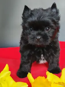 Чёрный йоркширский терьер