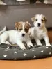 Щенок Джек Рассел - Вся Беларусь - 243642 - Доска объявлений Kupika.by - Фото 8